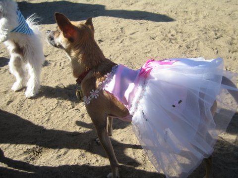 halloween 2010 032